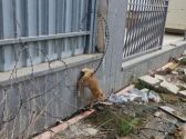 cat rescue