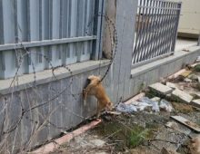 cat rescue