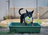 Dog rescue groups