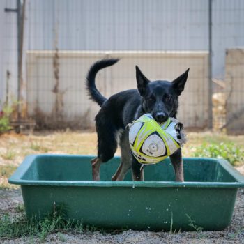 Dog rescue groups