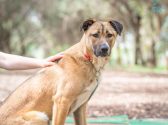 Petfinder