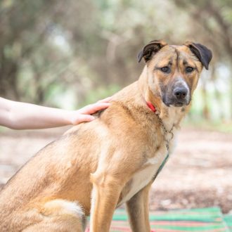 Petfinder