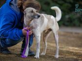 Large breed rescue