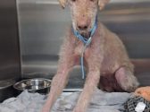 dog rescue