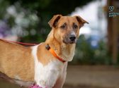 Large breed rescue