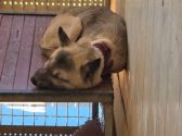 dog abuse