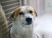 Large breed rescue