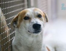 Large breed rescue