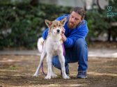 puppy rescue