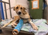 Large breed rescue