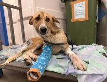 Large breed rescue