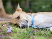 dog rescue