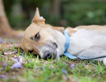 dog rescue