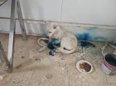 Dog rescue groups