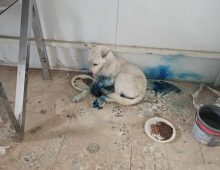 Dog rescue groups