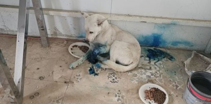 Dog rescue groups