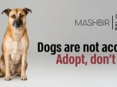 adopt dont shop