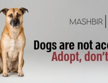adopt dont shop
