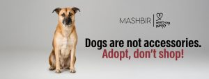 adopt dont shop