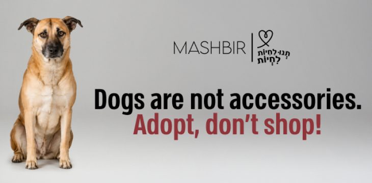 adopt dont shop