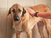 adopt a dog