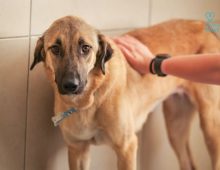 adopt a dog