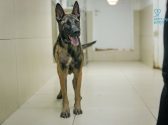Large breed rescue