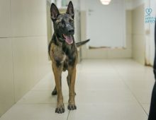 Large breed rescue