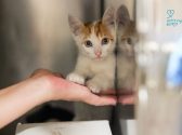 kitten rescue