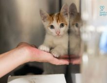 kitten rescue