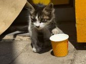 kitten rescue