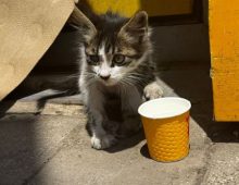 kitten rescue