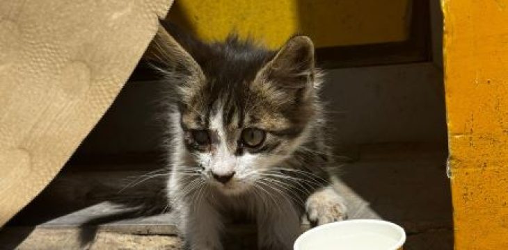 kitten rescue