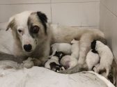 puppy rescue
