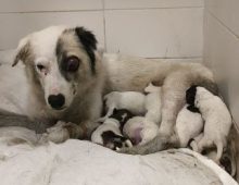 puppy rescue