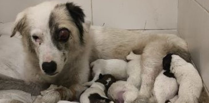 puppy rescue