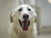Dog rescue groups