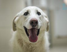 Dog rescue groups