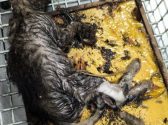 cat rescue