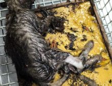 cat rescue