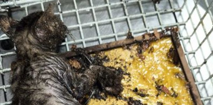 cat rescue