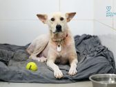 dog rescue