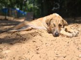 Dog rescue groups