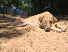 Dog rescue groups
