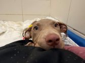 puppy rescue
