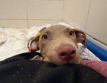 puppy rescue