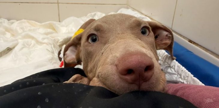 puppy rescue