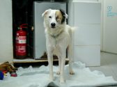 Dogs for adoption near me