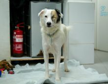 Dogs for adoption near me