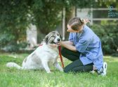 Large breed rescue